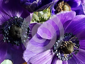 Anemone is aÃÂ genusÃÂ ofÃÂ flowering plantsÃÂ in theÃÂ familyÃÂ Ranunculaceae. photo